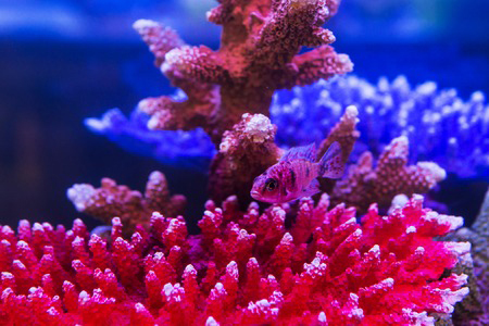 red marine algae herpes remedy hsv 1 2