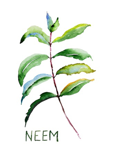 Neem Herpes Supplement