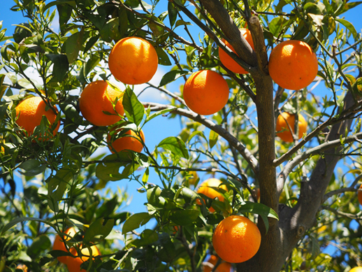 oranges in tree