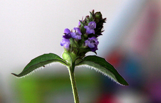 prunella vulgaris herpes remedy