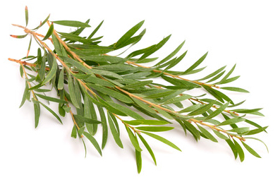 Tea Tree Oil HSV